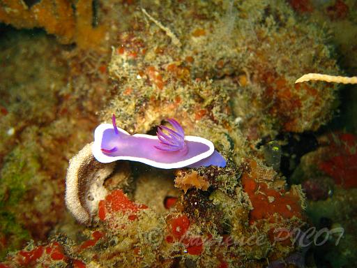 Hypseledoris cf bullockii 2.JPG - Philippines îles Calamian